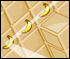 hex mines