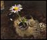 last flower defence game